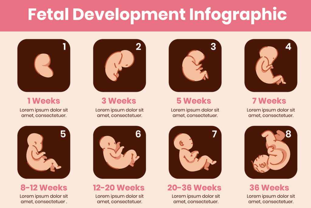 Desenvolvimento do embrião na quinta semana de gravidez e nas restantes semanas.